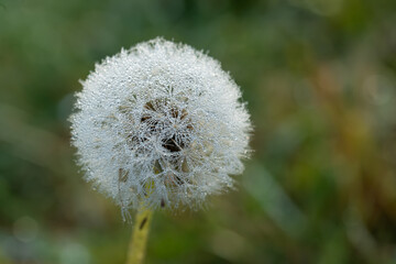 Dmuchawce pokryte kroplami rosy o świcie na naturalnej łące. Miękkie światło poranka podkreśla delikatną strukturę nasion i tworzy nastrojową, spokojną atmosferę. © Elżbieta Kaps