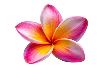 plumeria flower isolated on transparent background