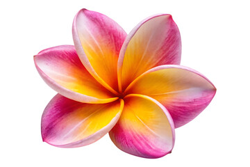plumeria flower isolated on transparent background image 