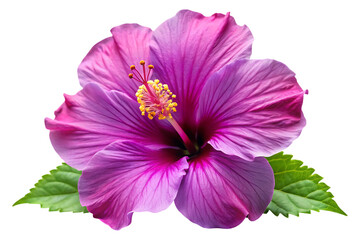 purple hibiscus flower isolated image on transparent background
