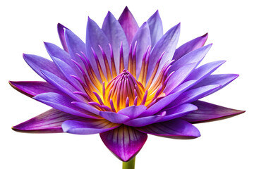 purple water lily image isolated on transparent