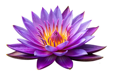 purple water lily image isolated on transparent