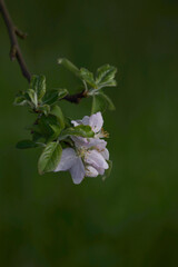 blooming apple tree