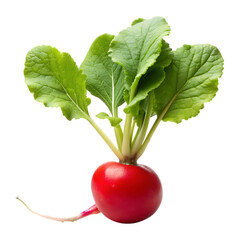 Radish vegetables image isolated on a transparent background