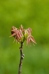 buds of a tree