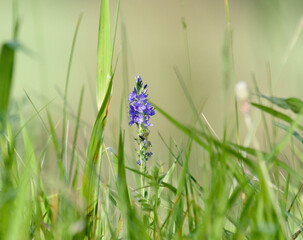 spring flowers in the grass