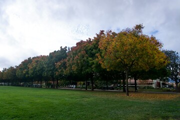 Row of autumn trees with colorful foliage along a green lawn at a peaceful suburban park in Cupertino, California
