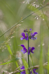 meadow clary flowers