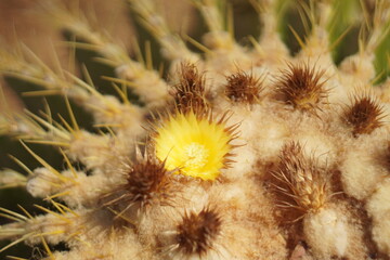 cactus close up
