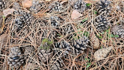 Numerous pine cones scattered on forest floor among dry needles and autumn leaves, showcasing natural woodland textures and organic patterns