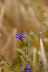 Corn flower in the field