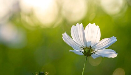 Soft white flower petals in delicate macro focus