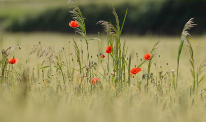 poppies in the field