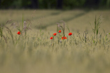 poppies in the field
