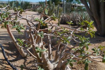 spring in the garden