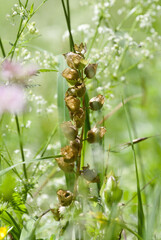 yellow rattle