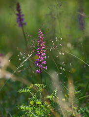 fragrant orchid