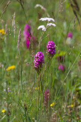 pyramidal orchid in the field