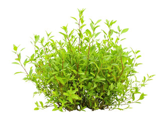 Obraz premium PNG Bush background isolated plant.