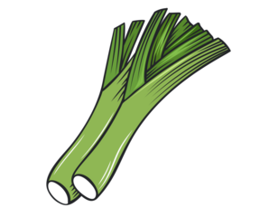 Fresh green leeks vector illustration on black background