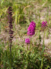 orchid flowers in the field