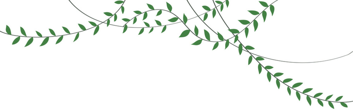 Green vine plant illustration hanging from above