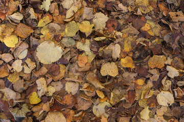 Autumn Leaves Texture leaf background