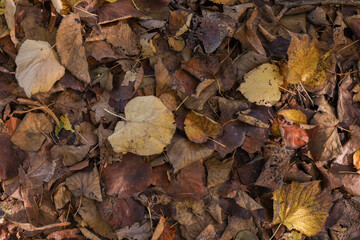 Autumn Leaves Texture leaf background