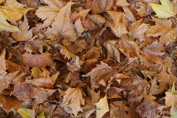 Autumn Leaves Texture leaf background