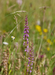 fragrant orchid