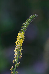 Agrimony flower