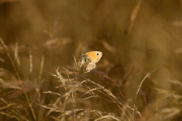 butterfly at gras © AndHub