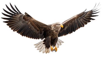 Obraz premium American bald eagle in flight with white head and impressive wings is a magnificent wildlife predator of nature