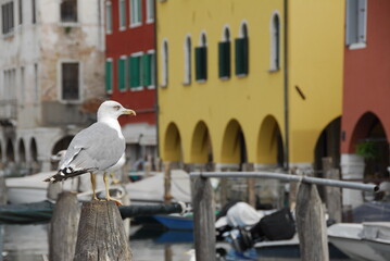 bird in venice italy