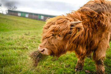 Fototapeta premium Highland cow calmly grazing at the farm