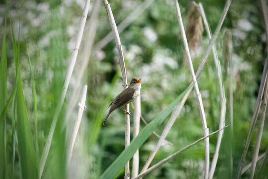 bird in grass