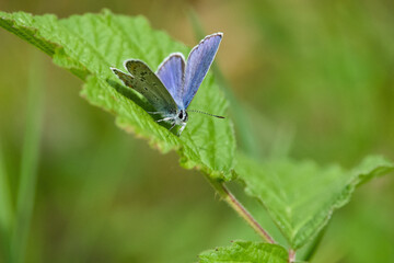 blue butterfly on green grass