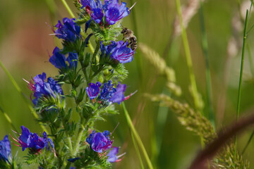 adder&acute;s, tongue