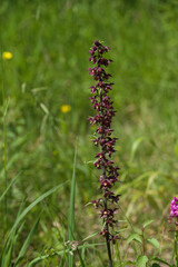 Royal helleborine 
