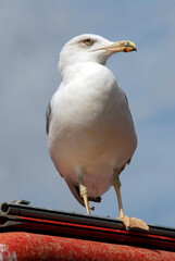 seagull on the pier