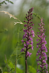 Orchids in the meadow