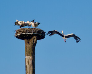 storks in the nest