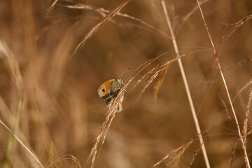 butterfly in the gras