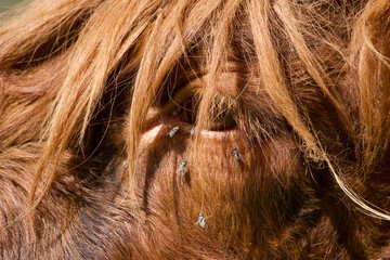Close-up of. Highland calf