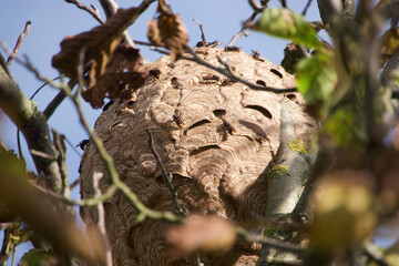 hornets nest