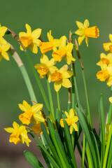 Close up of daffodils (narcissus) in bloom