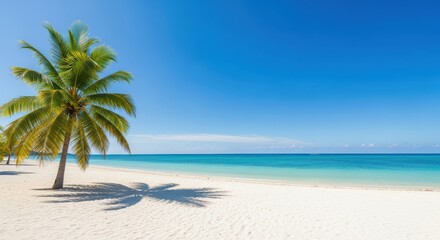 Obraz premium palm trees on the beach