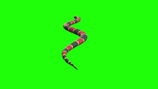 snake on a white background with dangerous body pattern found in africa green screen or chroma key background motion
