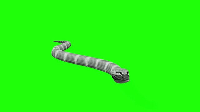 Front angle white and grey pattern snake moving in water green screen or chroma key video clip motion background