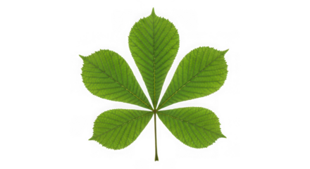Green horse chestnut leaf in closeup shot